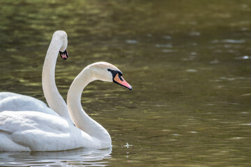 Two graceful white swans swim in the dark water.