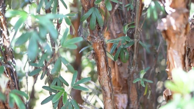 The green leaves of a polylepis tree on the moorlands of Ecuador.