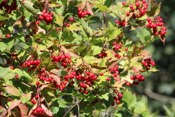 Berries Of Summer, Whitemud Park, Edmonton, Alberta