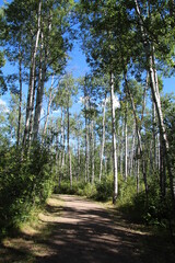 Summer In The Forest, Whitemud Park, Edmonton, Alberta