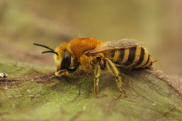 Closeup on a female of the bare-saddled colletes similis bee