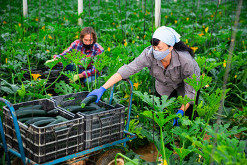 farmers cultivating courgettes in hothouse during coronavirus