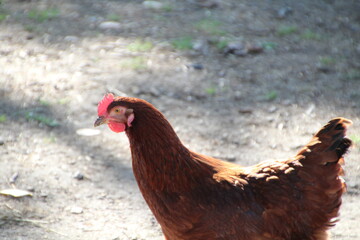 Chicken On The Move, Fort Edmonton Park, Edmonton, Alberta