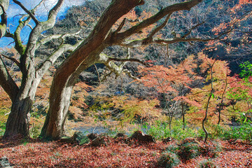 山深い渓谷の紅葉風景