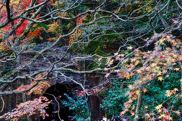 山深い渓谷の紅葉風景