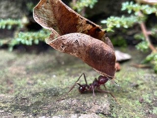 pequeña hormiga que lleva un gran peso de una hoja gigante