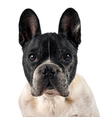 Fototapeta premium french bulldog in studio