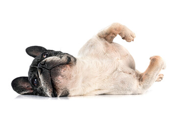 french bulldog in studio