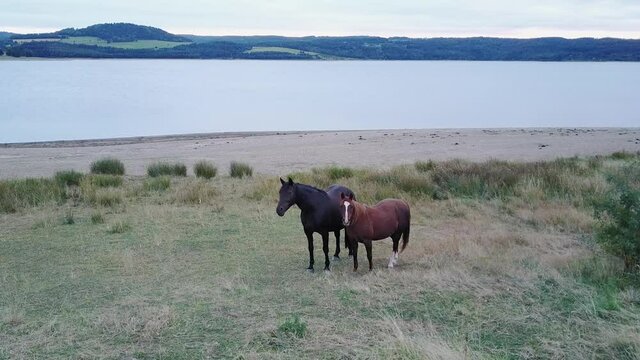 Black And Brown Horses Standing On Grassy Field By The River In Langogne, Lozere, France. aerial pullback