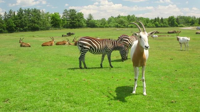 Wide angle shot of a herd of scimitar horned oryx grazing in a field with zebras