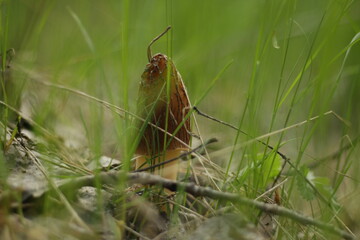 mushroom in the grass