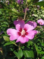 pink flower in the garden