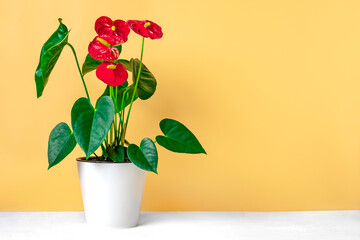 House plant Anthurium in white flowerpot isolated on white table and beige background