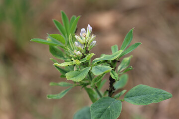 Close-up of Alfalfa plant with purple flowers damagedd by black aphids in the field. Medicago sativa