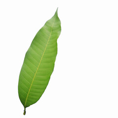 Mango leaves 1 picture
tree