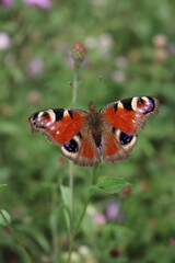 Vanessa atalanta butterfly on a pink Centaurea phrygia flower in the meadow on summer