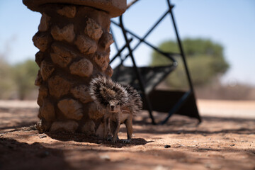 Squirrel smelling a tent in the camp site, Kruger National Park, South Africa.