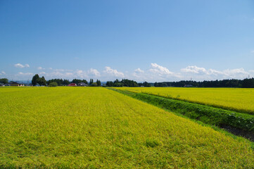 黄金色に染まる収穫前の田んぼ