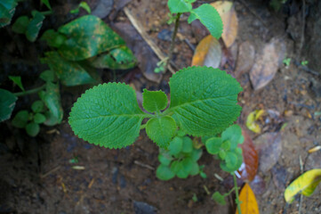 Indian Borage plant on the ground