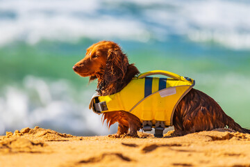 Dachshund at the beach with life jacket