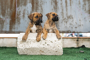 Portrait of two adorable puppies leaning together on a stone