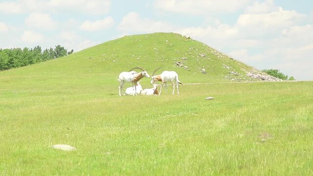 Long telephoto shot of three scimitar horned oryx in a grassy field on the side of a small hill