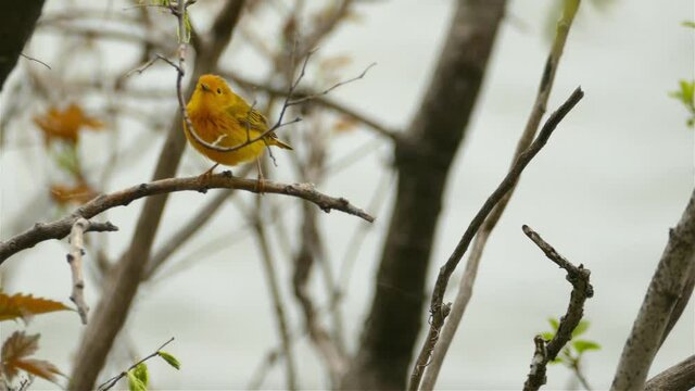 A yellow bird jumping in between branches swiftly.