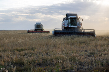 Combine harvesters work on a wheat field.
