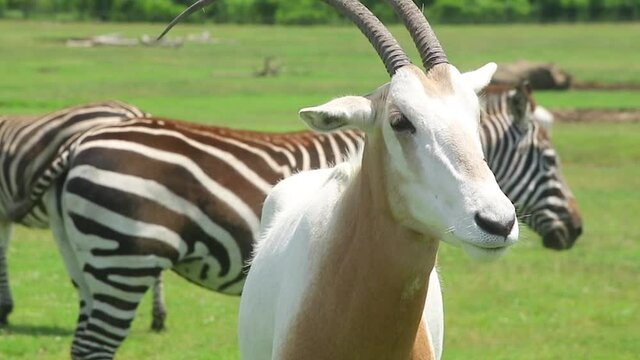 Close up shot of the face of a scimitar horned oryx in a field with a zebra in the background