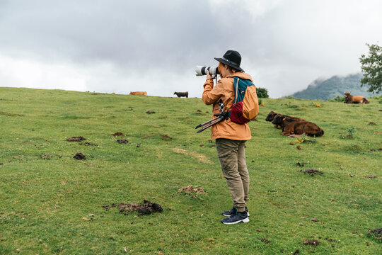 Female photographer taking pictures with a camera standing on the green meadow with grazing cows