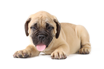 bullmastiff puppy isolated on white background