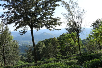 Obraz premium trees in the mountains