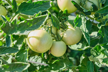 Green and red tomatoes grow on a branch in the greenhouse, on the plantation in the daytime, natural light. Tomatoes ripen in the garden, close-up, view from below. Natural gardening. High quality