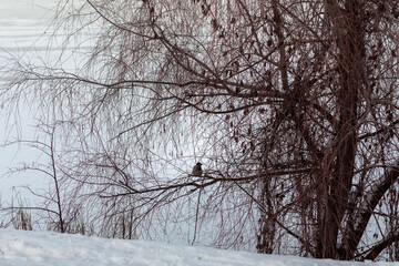 A black crow sits on a black tree in winter. Silhouette of a tree with thin black branches