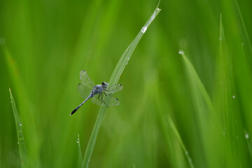nature background with Dragonfly on rice plant leaves with dew drops, Dragonflies perching on leaves. dragonfly in nature. Beautiful natural scenery with dragonflies.