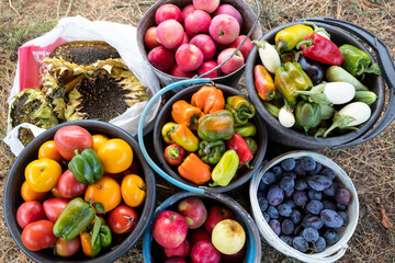 The buckets contain the harvested crop - colorful peppers, tomatoes, eggplants, apples, plums.