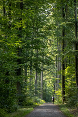 a young man walking along a forest road lined with tall trees