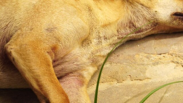 Canine Puppy Dog Sleeping on the Ground with Trauma Due to Distemper Virus Causing Shaky Legs