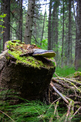 A stump in the forest, overgrown with moss and mushrooms. Old tree stump in the forest, moss and mushroom.
