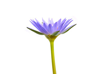 Side view of Violet lotus isolated on white background..