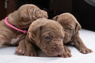 Litter of American Pibull Terrier puppies in the studio close-up.