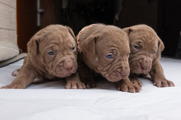 Litter of American Pibull Terrier puppies in the studio close-up.
