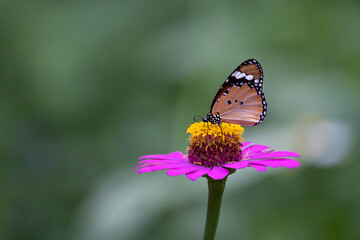 Obraz premium Butterfly Feeding On Flowers. A close-up of a butterfly on a flower.