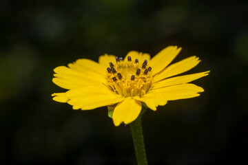 Close Up Yellow Creeping Daisy Wildflower Isolated On black background