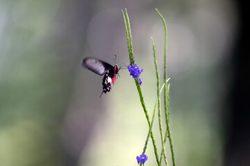 Butterfly Feeding On Flowers. A close-up of a butterfly on a flower.