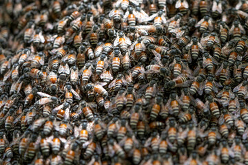 Bee hive on branch of tree in nature, Large honeycomb on the tree in tropical rain forest
