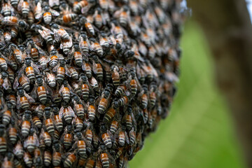 Bee hive on branch of tree in nature, Large honeycomb on the tree in tropical rain forest