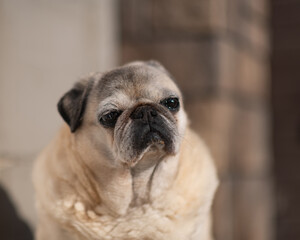Obraz premium Portrait of a beautiful purebred elderly pug, close-up.