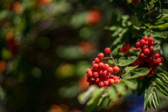 Ash berries on branches with green leaves, rowan trees in summer autumn garden