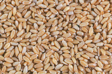 Buch of Wheat grains in white Background